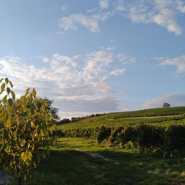 135934417_3459758997480195_5057158733972336706_n